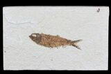 Knightia Fossil Fish - Wyoming #75910-1